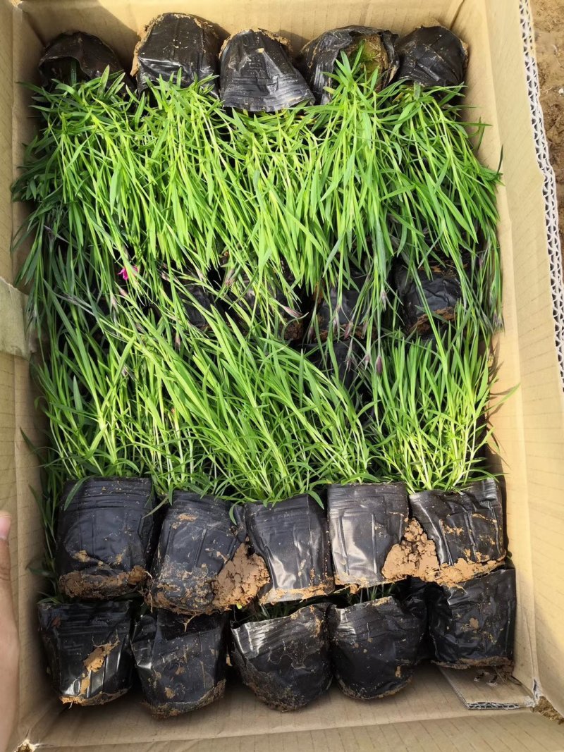 精品欧石竹基地大量现货供应