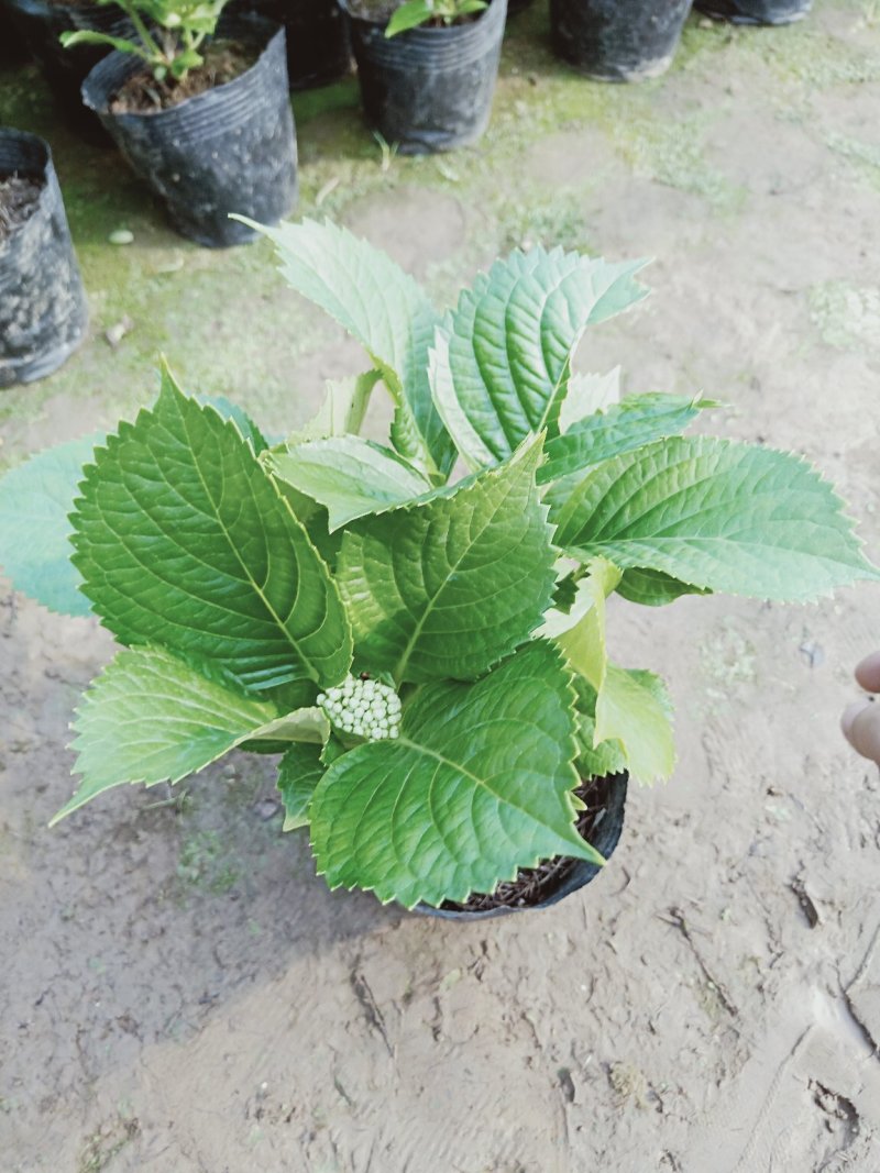精品绿化绣球基地大量现货供应