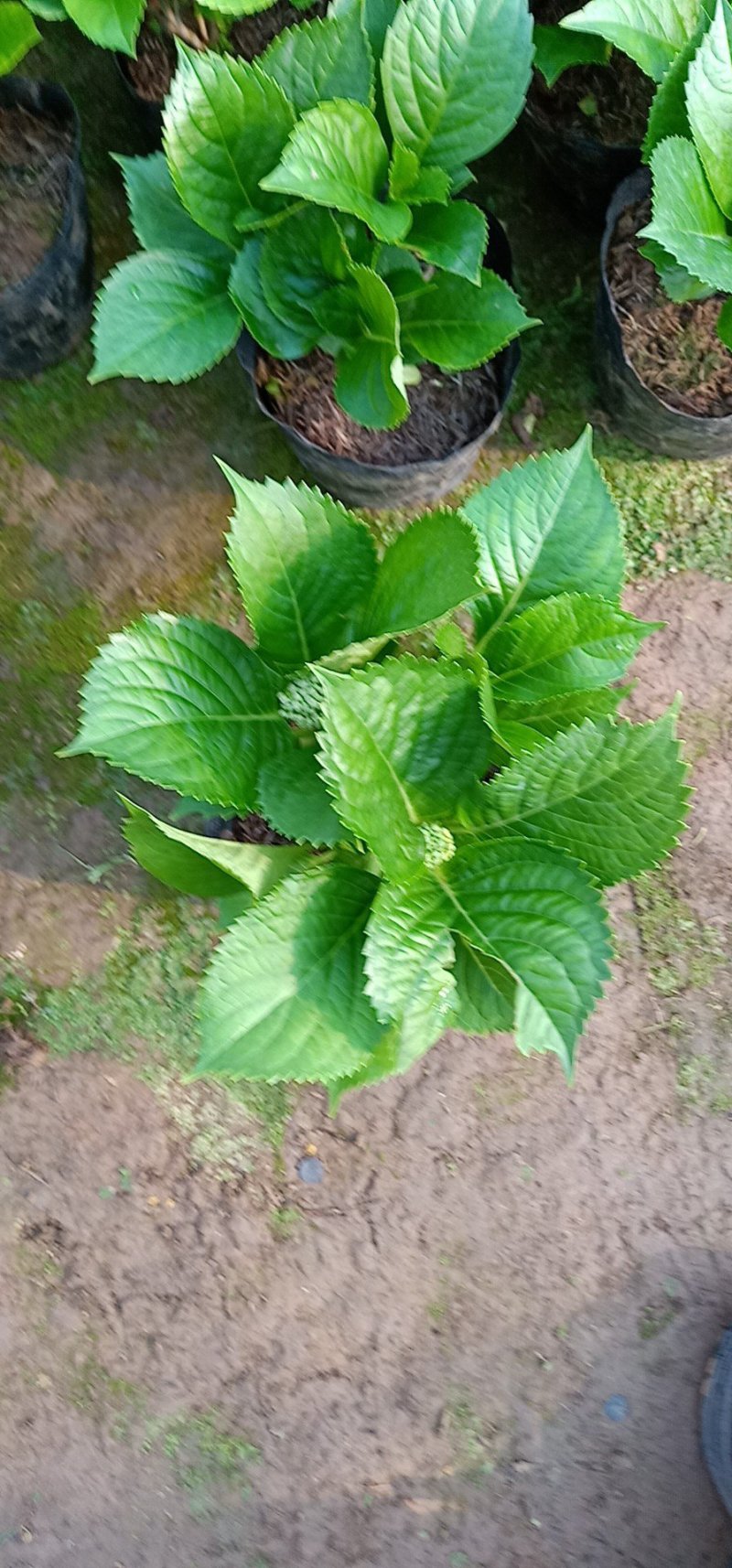 精品绿化绣球基地大量现货供应