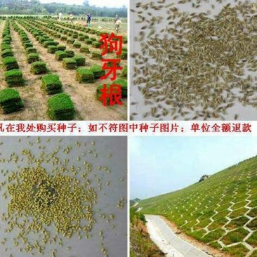 狗牙根种子质量保障假一赔十