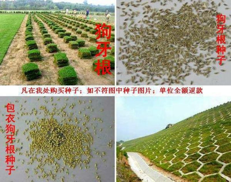 狗牙根种子质量保障假一赔十