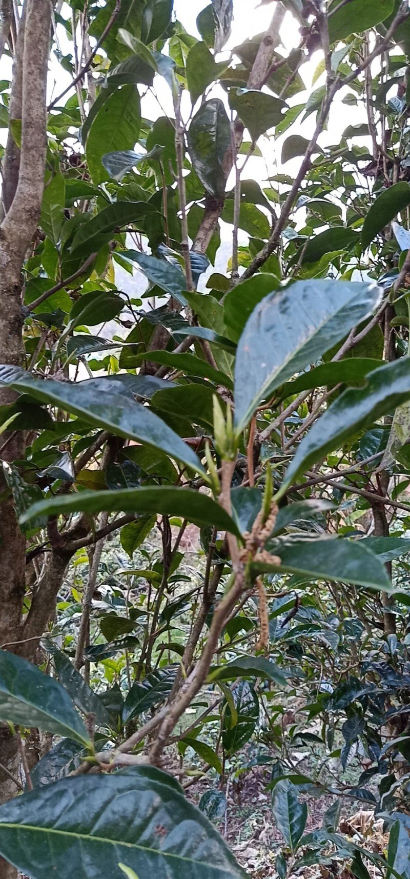 正宗的云南野生纯种古树茶，紫娟茶，紫娟红。