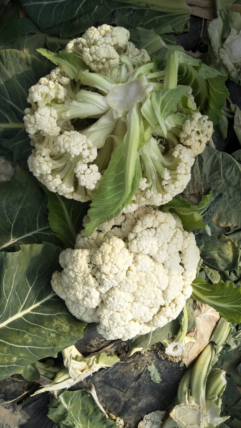 青梗菜花