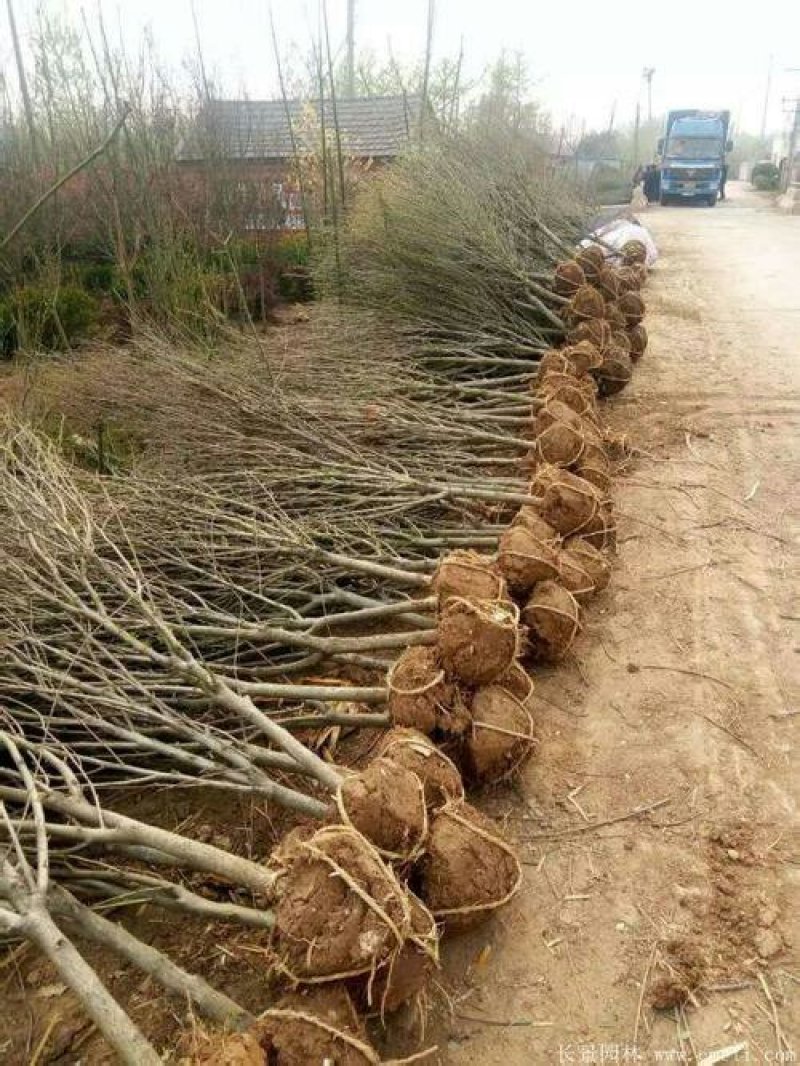 木槿，木槿2公分一8公分，货源地，好苗子