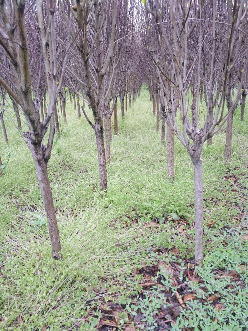 木槿，木槿2公分一8公分，货源地，好苗子