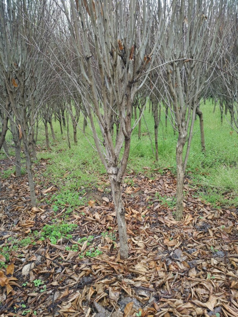 木槿，木槿2公分一8公分，货源地，好苗子