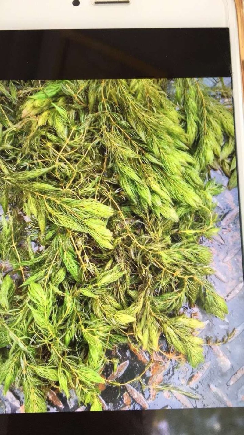 细叶芒