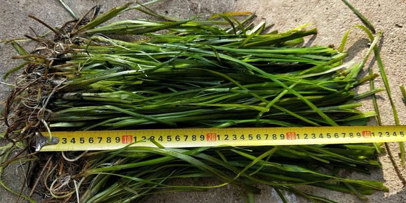 细叶芒