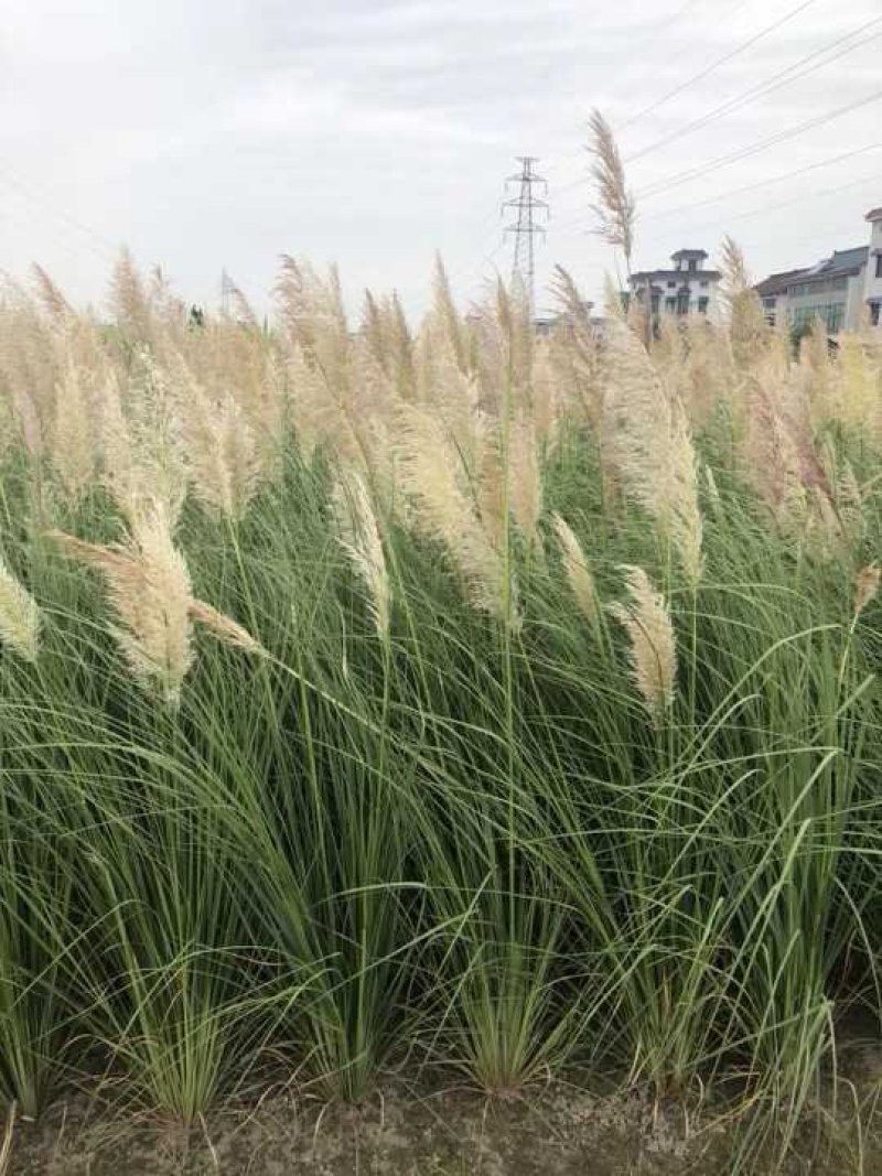水培植物
