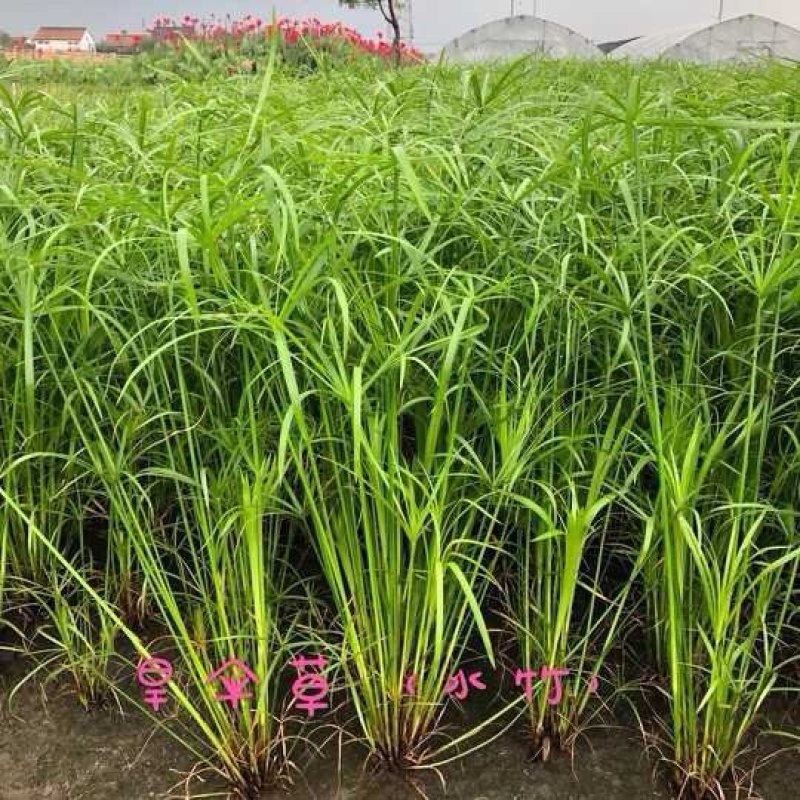 水培植物