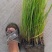 水培植物