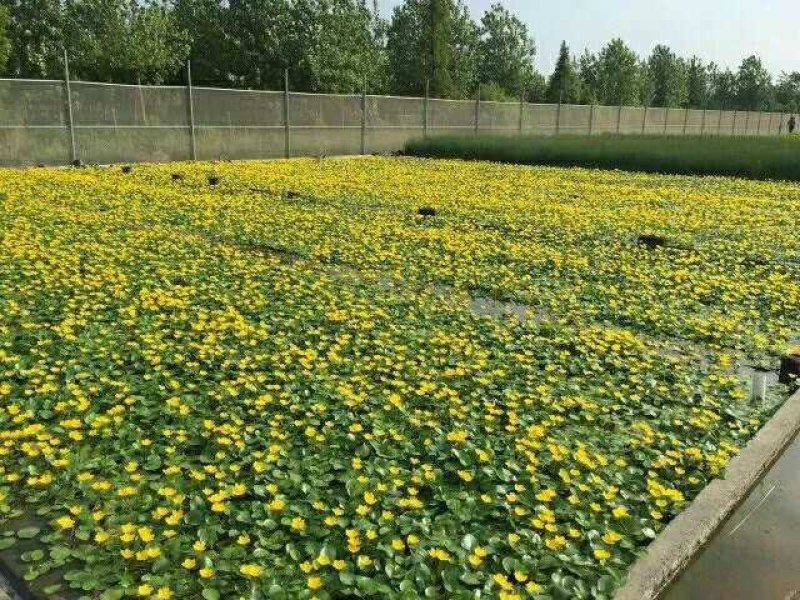 水培植物