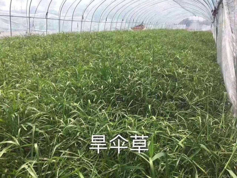 水培植物