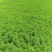 水培植物