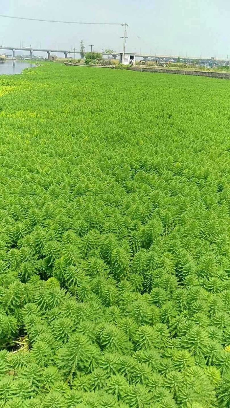 水培植物