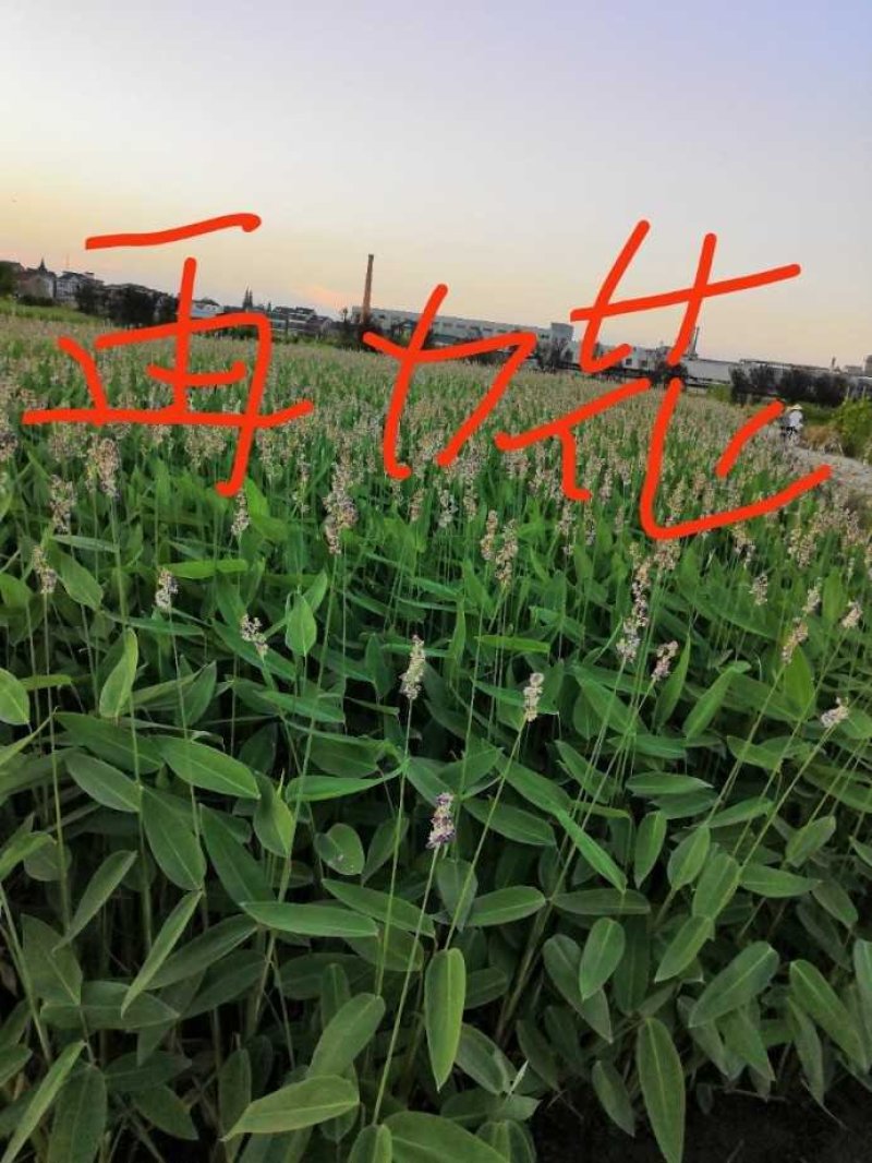 再力花水生植物