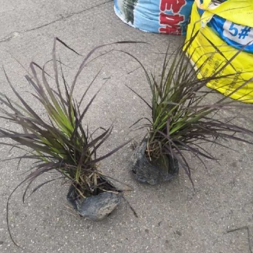 再力花水生植物