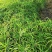 再力花水生植物