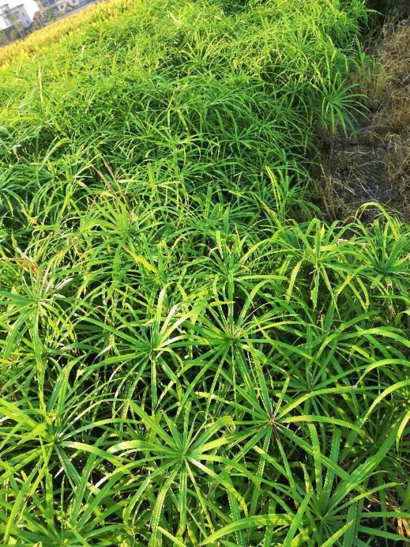 再力花水生植物