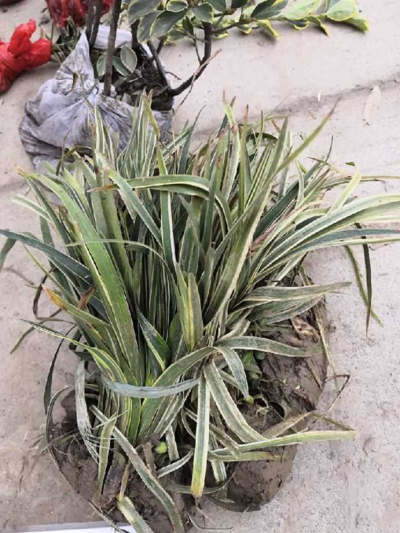 再力花水生植物