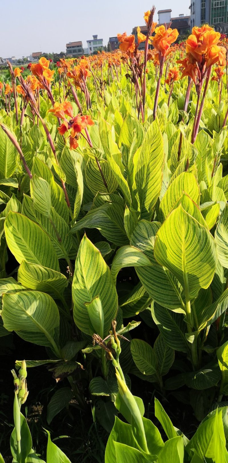再力花水生植物