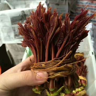 野生红油香椿芽