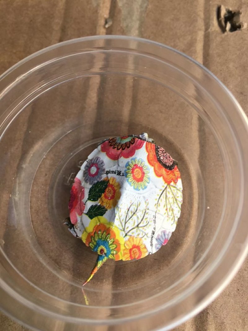 2019年炫彩七彩小乌龟