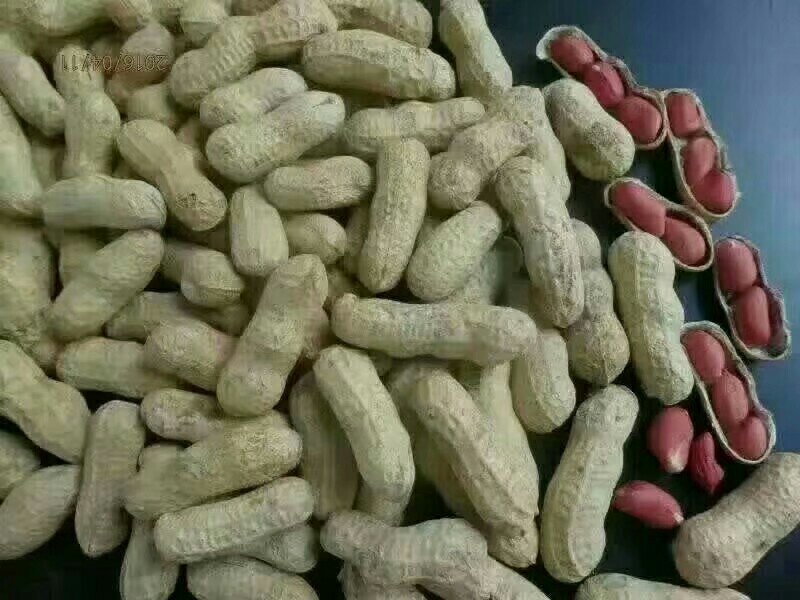 供水果型鲜食花生种子