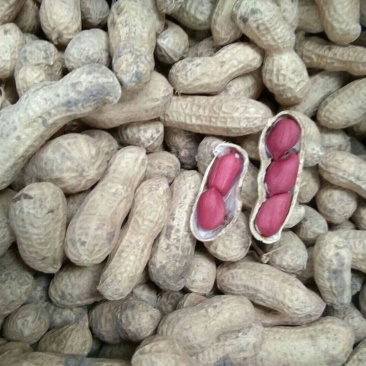 供水果型鲜食花生种子