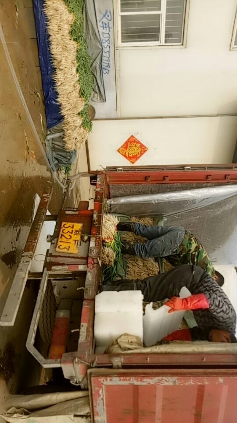 蒜苗，红根蒜苗，鱼台县李阁镇