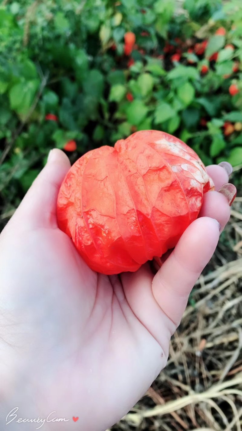 红菇娘根出售