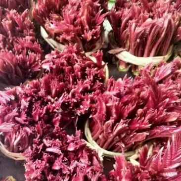 巴山红油香椿芽，15公分以下，