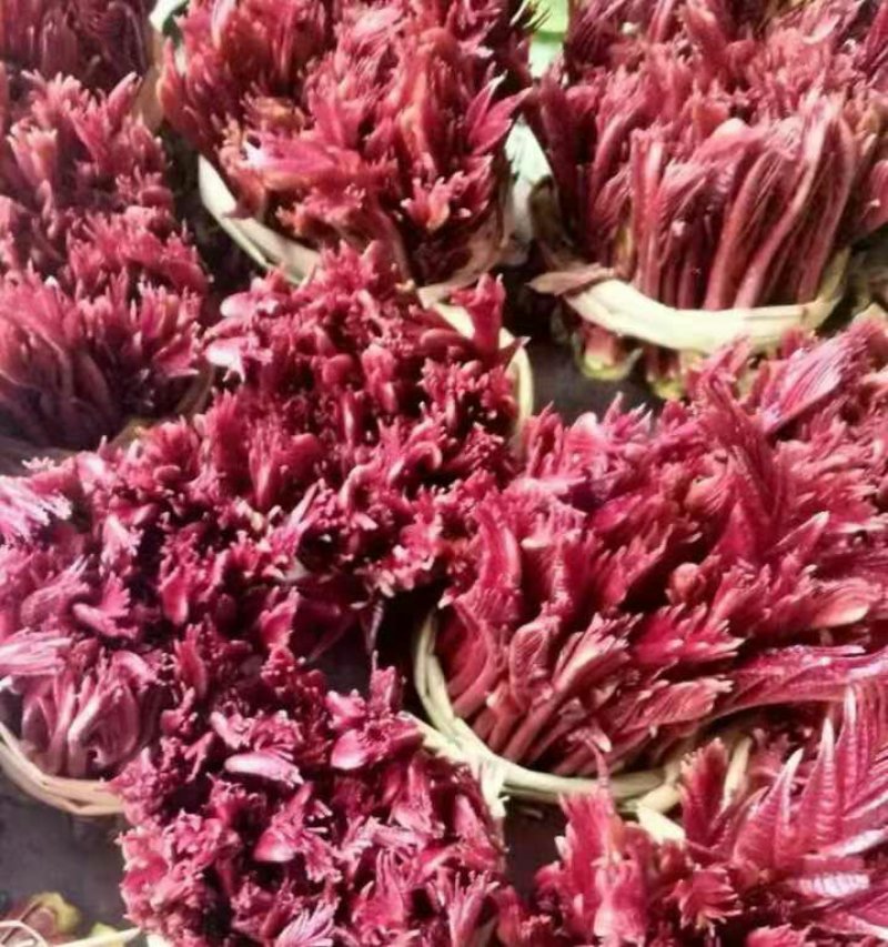 巴山红油香椿芽，15公分以下，