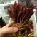 巴山红油香椿芽，15公分以下，