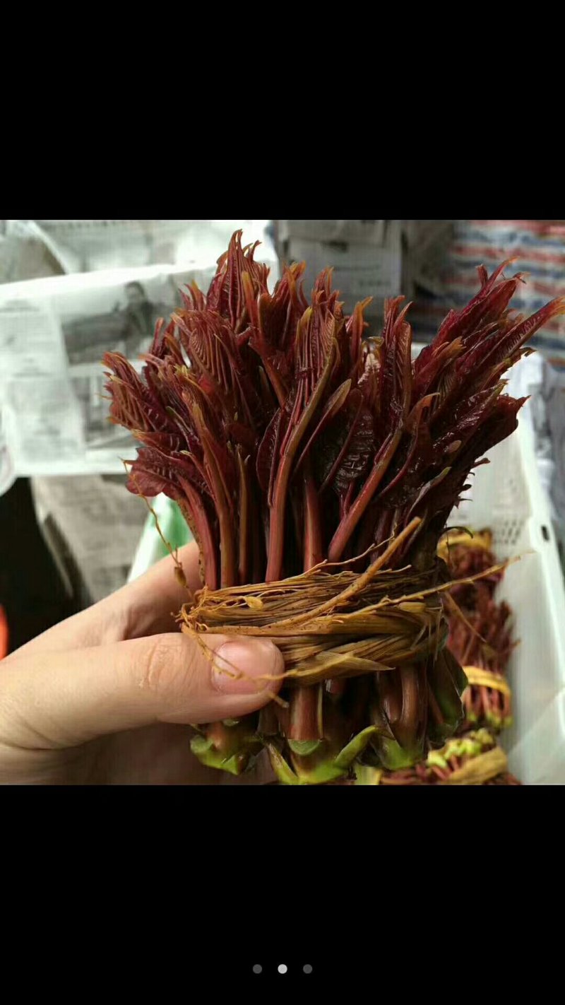 巴山红油香椿芽，15公分以下，