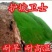 红三叶种子80%以上