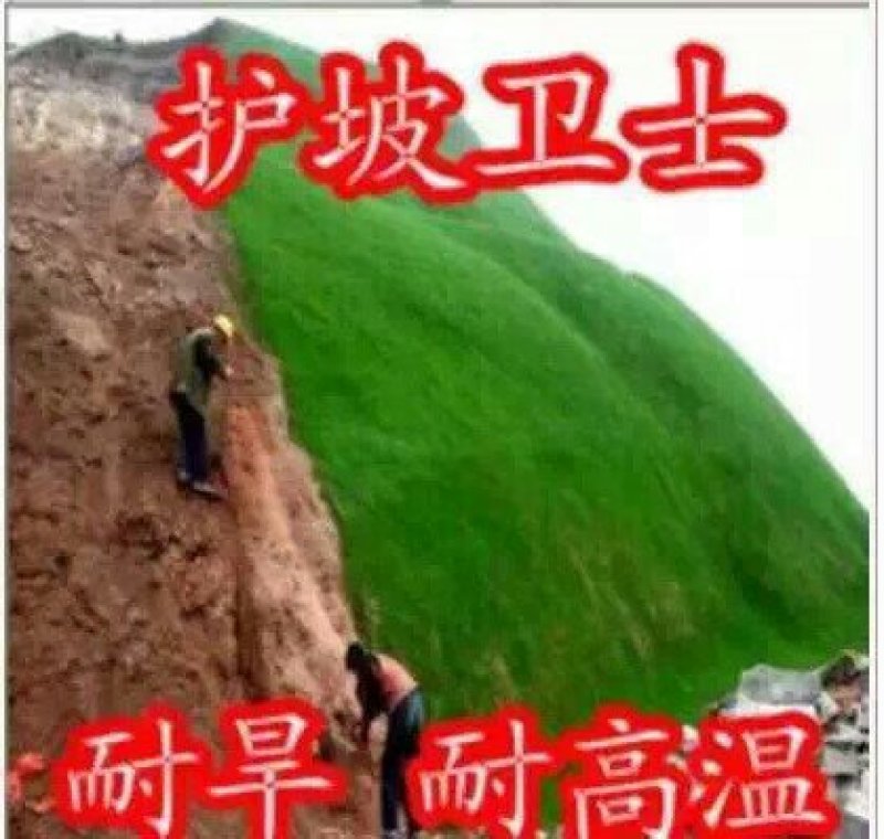 红三叶种子80%以上