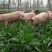 牧草种子95%以上品种优质粒粒精选欢迎来电咨询