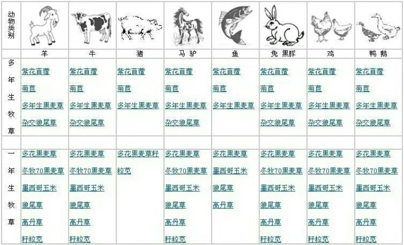 牧草种子95%以上品种优质粒粒精选欢迎来电咨询