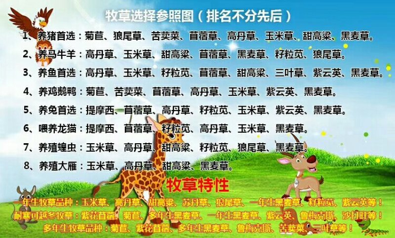牧草种子95%以上品种优质粒粒精选欢迎来电咨询
