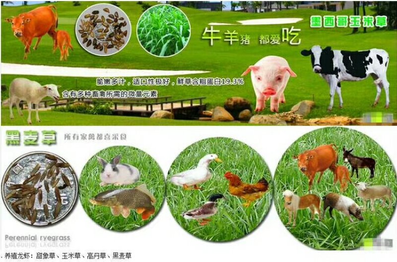 牧草种子95%以上品种优质粒粒精选欢迎来电咨询