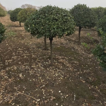 河南高杆卫矛球最大批发零售基地