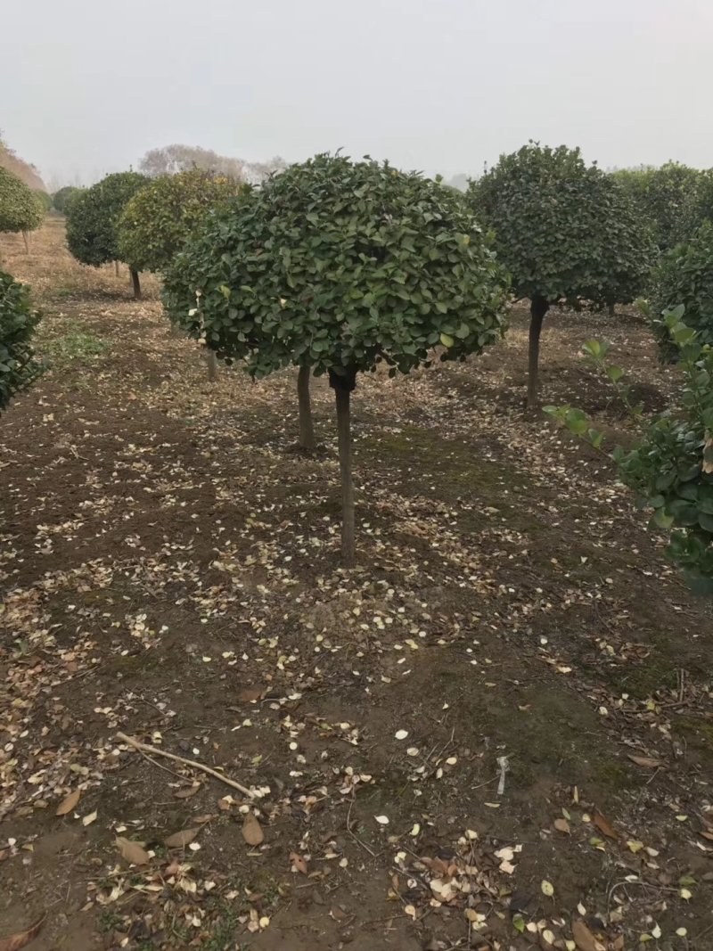 河南高杆卫矛球最大批发零售基地