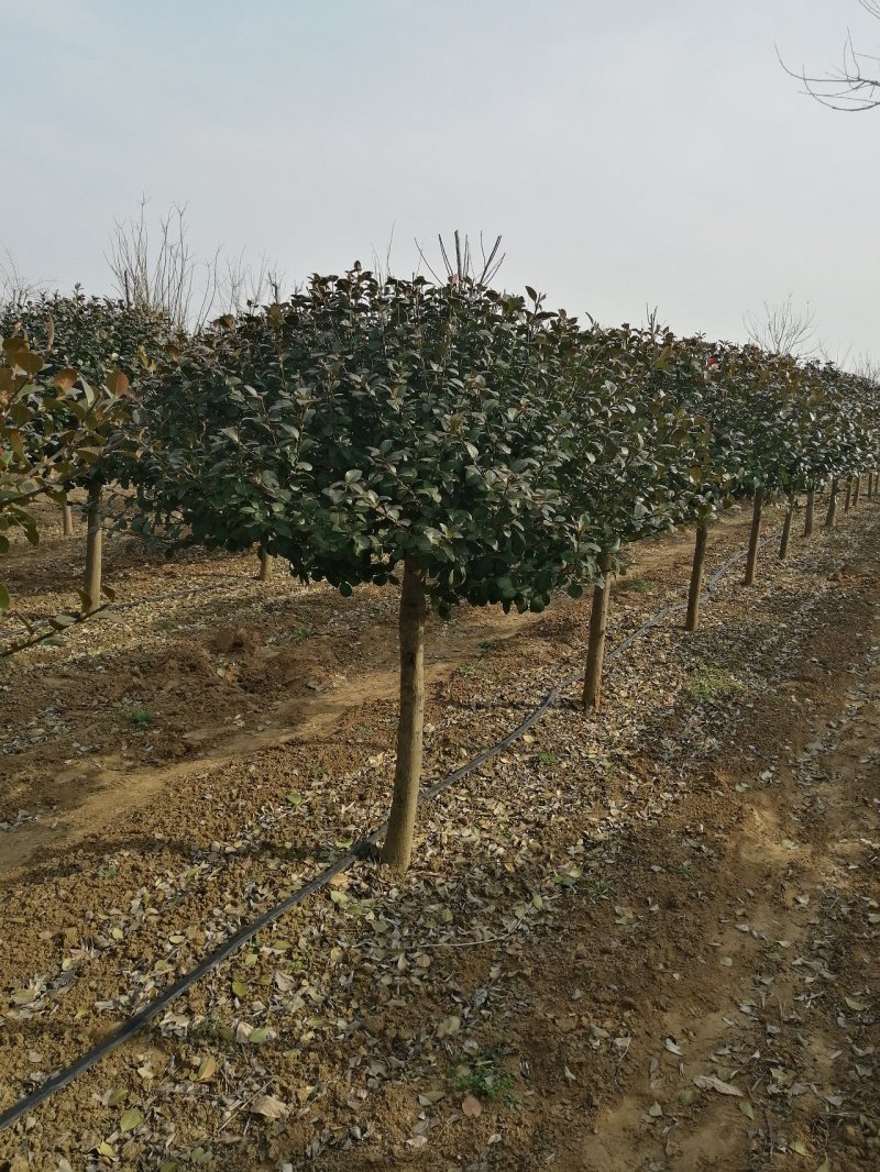 河南高杆卫矛球最大批发零售基地