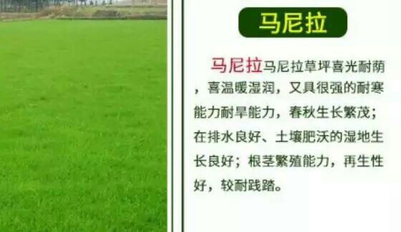 白三叶种子包衣净子