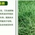 白三叶种子包衣净子