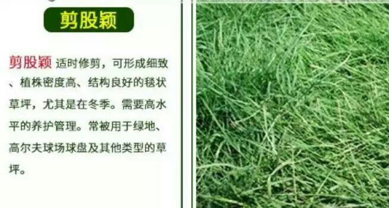 白三叶种子包衣净子