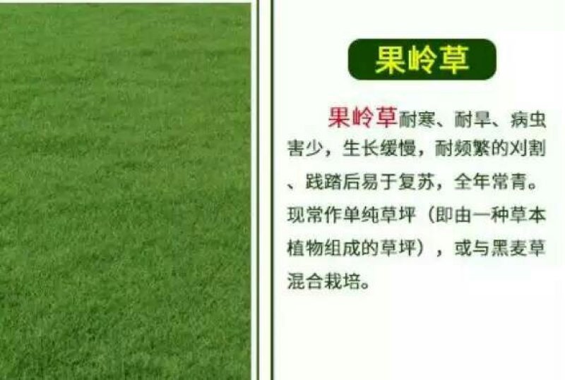 白三叶种子包衣净子