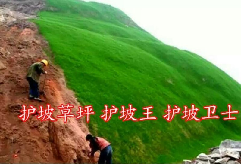 白三叶种子包衣净子