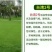 白三叶种子包衣净子